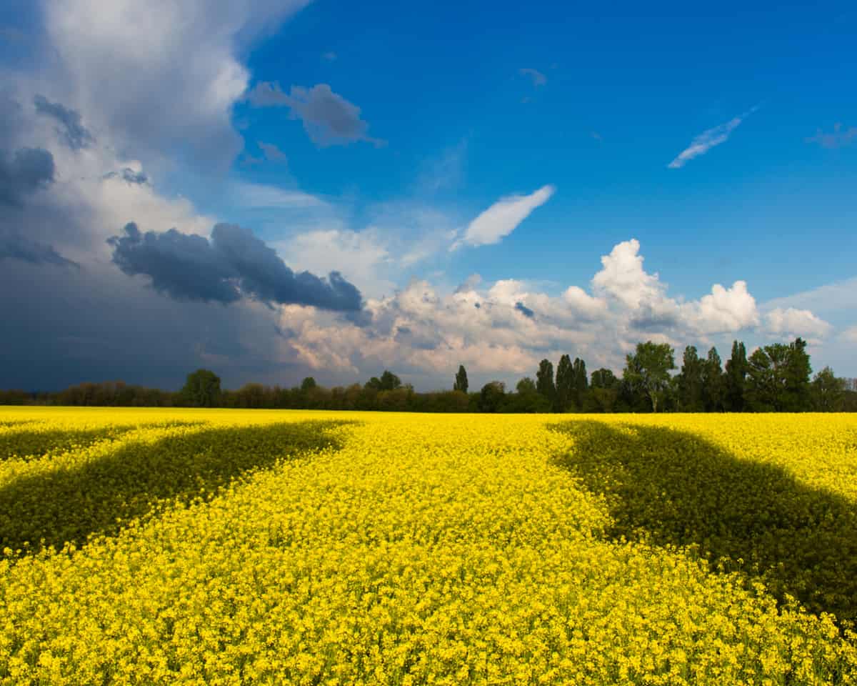 A blue sky and field of flowers reflect Ukraine's natural beauty.